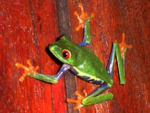 The red-eyed tree frog is mostly active at night. His skin absorbs poison, but it is not harmful for humans.